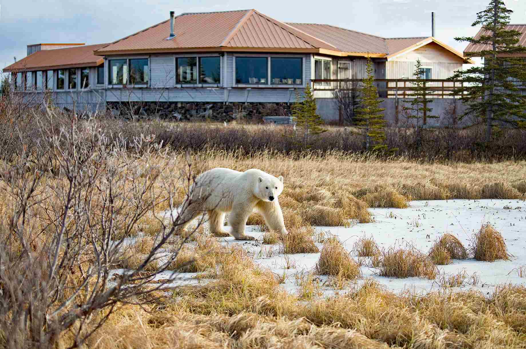 Churchill Wild – Nanuk Polar Bear Lodge